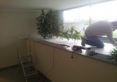 Lavorazione piante artificiali
