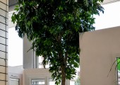 Piante artificiali 260717-044
