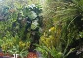 piante artificiali 300524001