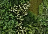 Piante artificiali 260717-063
