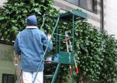 Lavorazione piante artificiali