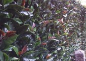 Siepe artificiale Photinia