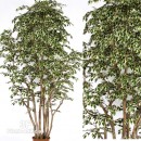 FICUS BOSCO HAWAIIAN-Piante artificiali Ficus altezza cm 250