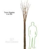 TRONCO NATURALE GIGANTEA h cm 300-Piante artificiali, tronchi naturali, tronchi veri per piante artificiali semi naturali, tronchi naturali stabilizzati