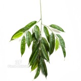 FICUS LONGIFOLIA x 25 - RAMO-Piante artificiali, ficus artificiale longifolia verde