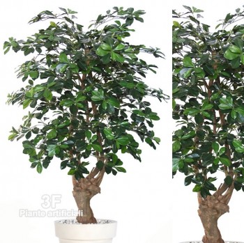 3F-I - Buxifolia Malabar h cm 150