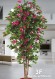 BOUGANVILLEA MEDIUM