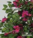 BOUGANVILLEA MEDIUM