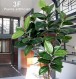 FICUS ELASTICA h cm 150