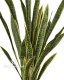 Sanseveria h cm 134 Variegata