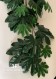 FATSIA cm 91 Green - CADENTE