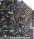 SIEPE ARTIFICIALE PHOTINIA 100 X 100 UVR