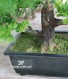 Bonsai h cm 30