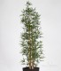 BAMBOO BIG TRUNKS UVR