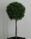 BOSSO SFERA Ø cm 55 h cm 140 UVR - BOXWOOD 3D BALL