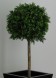 BOSSO SFERA Ø cm 55 h cm 110 UVR - BOXWOOD 3D BALL