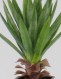 YUCCA SMALL CACTUS 