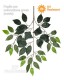Ficus Benjamin tronco in pvc - UVR
