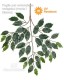 Ficus Benjamin tronco in pvc - UVR