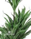 Dracena h cm 125 Variegata - Ramo