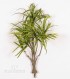 DRACENA MINI Variegata (Green/Yellow) - RAMO