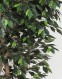 FICUS LUXE MEDIUM (64) - ALTO FUSTO