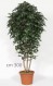 FICUS LUXE MEDIUM (64) - ALTO FUSTO