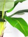 Banano X 2 cm 150-230