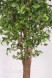 TRONCO NATURALE GIGANTEA h cm 300