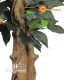 Ficus Benjamin tronco in pvc - UVR