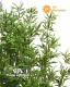 BAMBOO BOSCO SMALL UVR