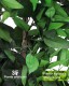 Eucalyptus Robusta stabilizzata verde - Medium Trunks