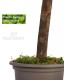 Eucalyptus Robusta stabilizzata verde - Medium Trunks