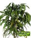Eucalyptus Pendula cm 120  stabilizzata verde - Medium Trunks