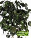 Eucalyptus Populus cm 120  stabilizzata verde - Medium Trunks