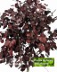 Eucalyptus Populus cm 120  stabilizzata rossa - Medium Trunks