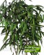 Eucalyptus Pendula cm 150  stabilizzata verde - Medium Trunks