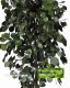 Eucalyptus Populus cm 150  stabilizzata verde - Medium Trunks