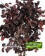 Eucalyptus Populus cm 150  stabilizzata rossa - Medium Trunks