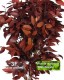 Eucalyptus Robusta stabilizzata rossa - Medium Trunks