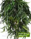 Eucalyptus Pendula cm 200  stabilizzata verde - Medium Trunks