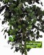 Eucalyptus Populus cm 200  stabilizzata verde - Medium Trunks