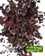 Eucalyptus Populus cm 180  stabilizzata rossa - Medium Trunks