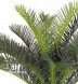 Palma - Cycas  h cm 70 UVR