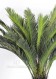 Palma - Cycas h cm 100 UVR
