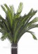Palma - Cycas h cm 130 UVR