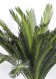 Palma - Cycas h cm 130 UVR