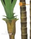 Dracena Angustifolia UVR cm 150 Deluxe