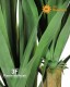 Dracena Angustifolia UVR cm 180 Deluxe