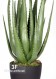 Aloe h cm 75 UVR
